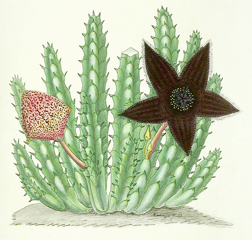 西方经典的花卉,西方名画赏析与讲解