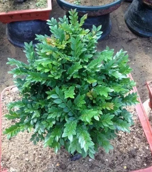 小叶紫檀盆栽做手串,家里能放小叶紫檀盆景吗