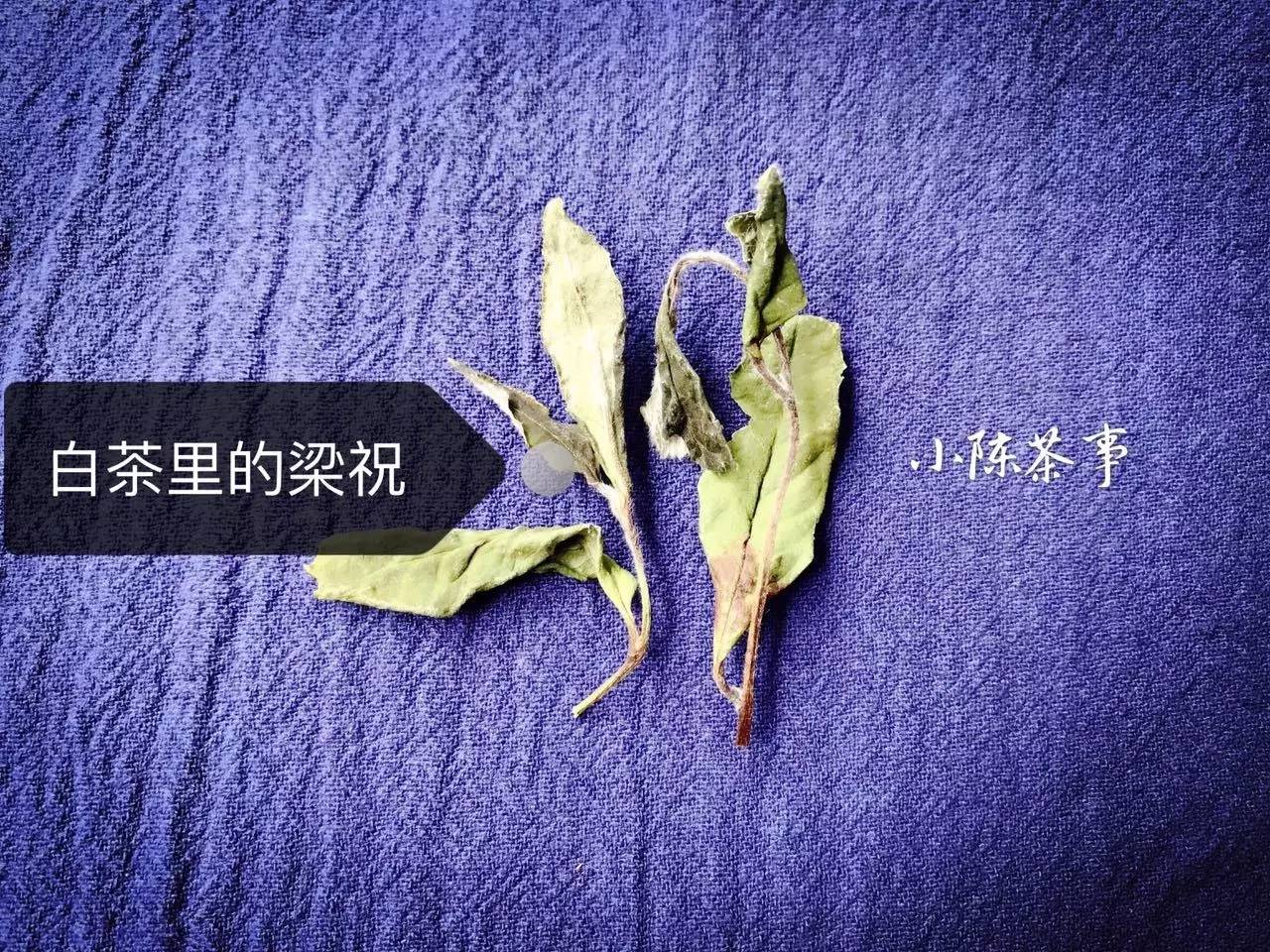 白茶陈皮的正确冲泡方法,白茶白毫银针的正确冲泡方法