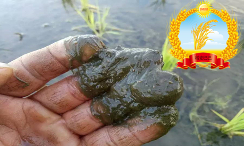 稻田中杂草科普,水稻纹枯病的科普知识