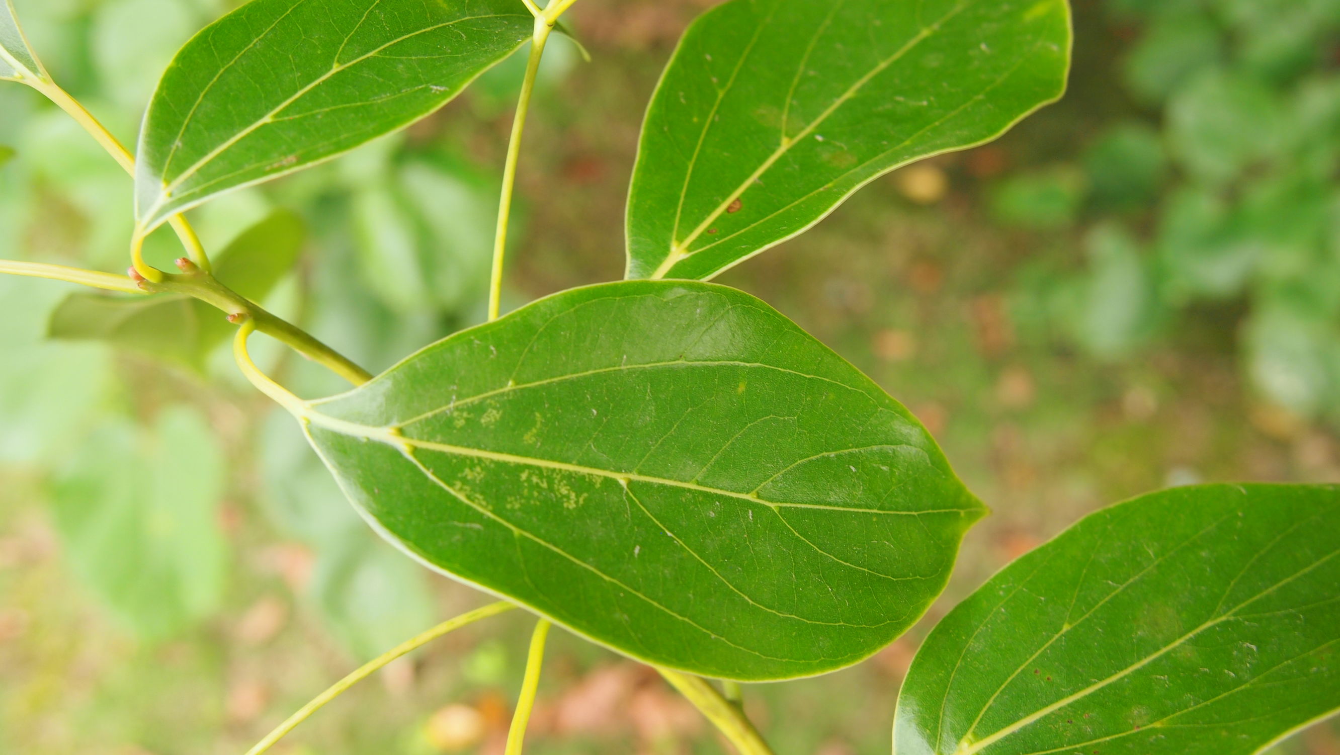 樟脑香气扑鼻,樟字名字意义