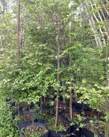 小叶紫檀盆景有什么观赏价值,小叶紫檀盆栽做手串