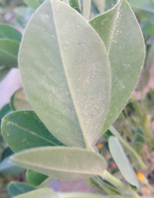 花生被红蜘蛛危害怎样补救,旱田春小麦红蜘蛛的防治