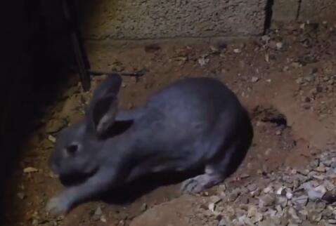 兔妈妈把兔宝宝埋起来,兔妈妈把兔子挖出来了