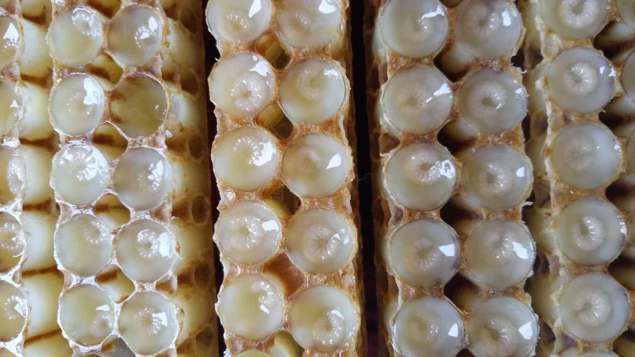 蜂王浆属于蜂产品吗,蜂王浆由来