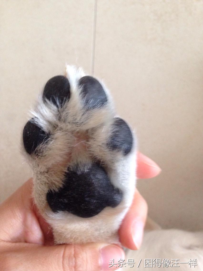 狗狗爪爪的杂毛要不要清理,怎么护理狗狗的爪爪