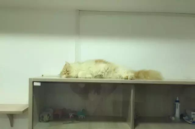 萌出血!九江这几家的撸猫店喊你来撸猫啦!美食与猫兼得!