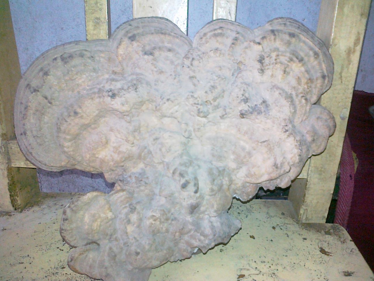 灵芝是抗癌之王,世上没有治百病的药