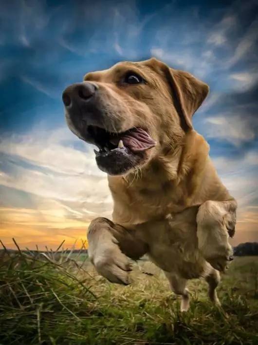 疯狂的小狗怎么成功的,疯狂的小狗最新消息