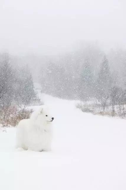 常见品种狗狗的优点和缺点分析,常见的狗狗品种大全