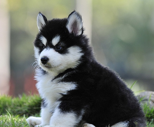 为什么我的阿拉斯加4个多月才16斤,我家的阿拉斯加叫唤还乱咬东西