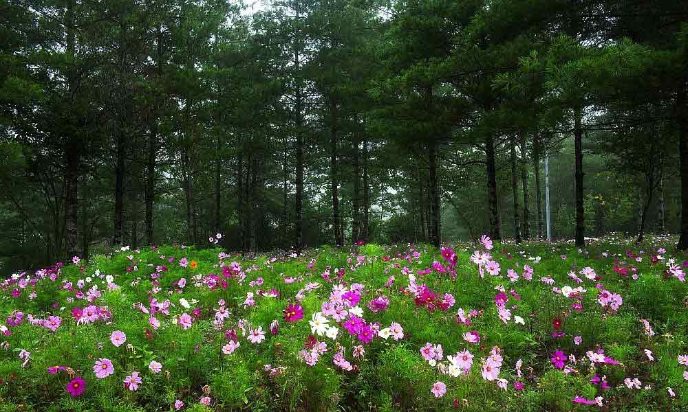 重庆各区必去的景点推荐,重庆的景点必游排名