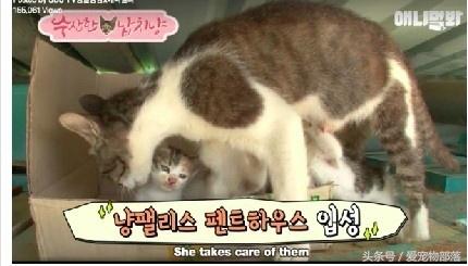 一只猫偷另一只猫的食物,猫偷了另外一个母猫的孩子打架