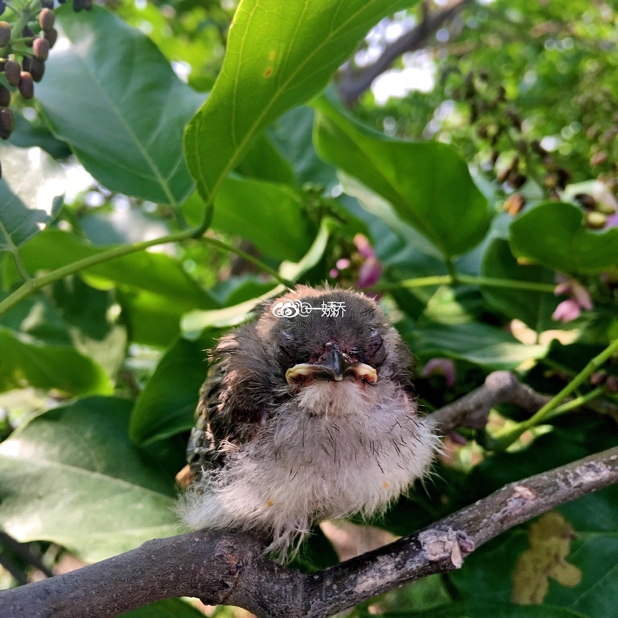 野外捡来的雏鸟拿什么给它吃,野外捡来的小鸟怎么给他喂食
