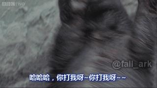 非洲平头哥人狠话不多