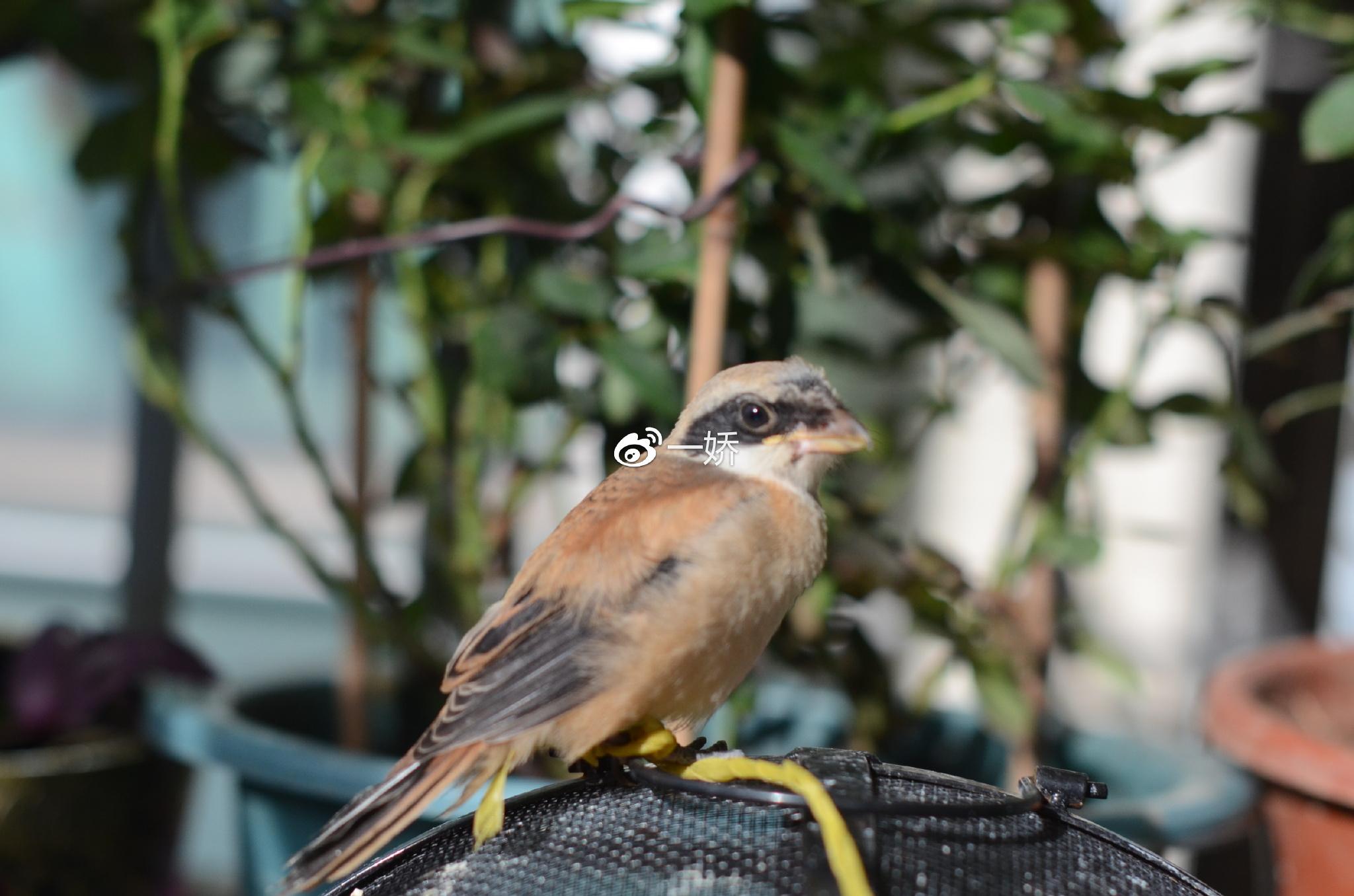 野外捡来的雏鸟拿什么给它吃,野外捡来的小鸟怎么给他喂食