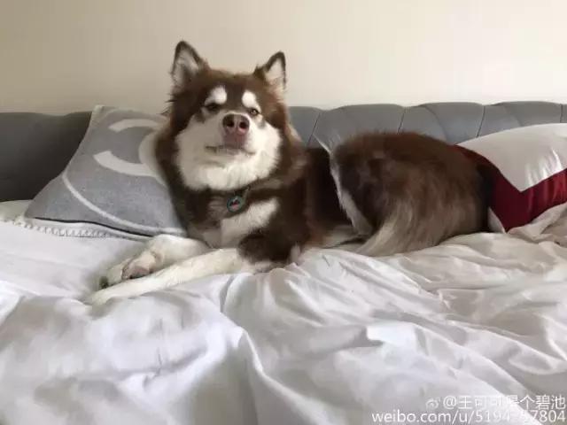 王思聪的狗坐私人飞机这和10多万的狗链比算什么？