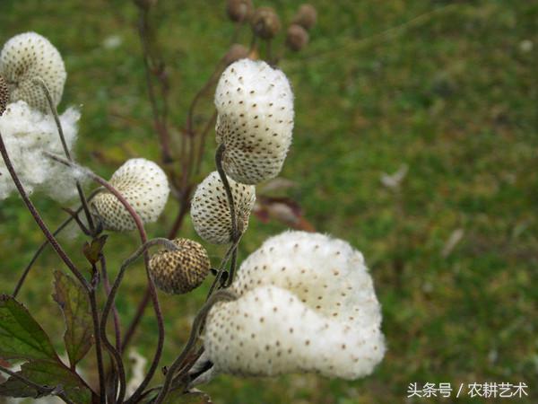 农村中草药图谱102种,农村中草药图谱全集