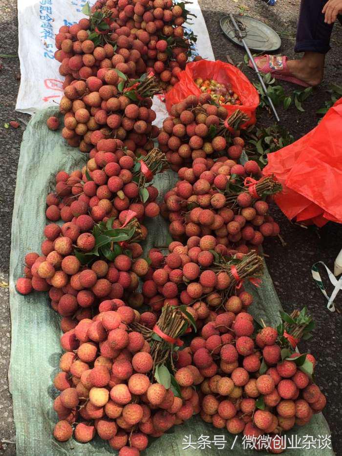 荔枝丰收季节硕果累累挂满枝头,红彤彤的荔枝