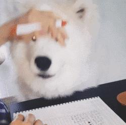 萨摩耶跟二哈哪个好养,二哈和萨摩耶哪个好养