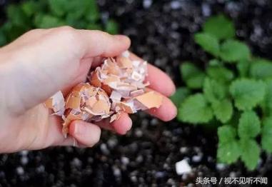 去黑头清洁泥膜真的有用吗,鸡蛋壳的薄膜可以去黑头吗