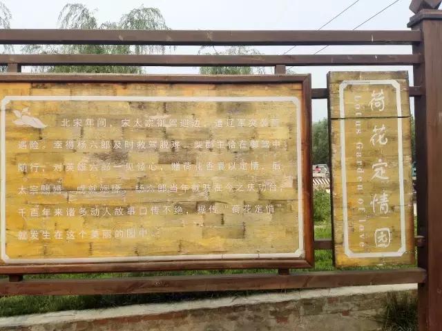 香河一日游看荷花,周边自驾游荷花