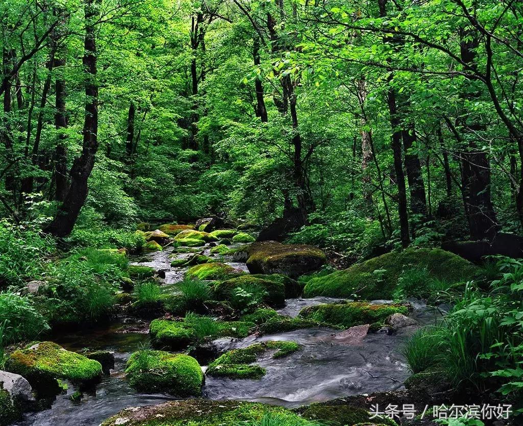 哈尔滨尚志要开挂了！如果三年后你还在尚志，将面对的竟是这些