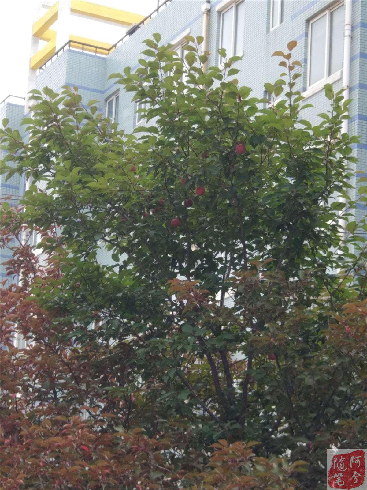 路边长的野生红果果能吃吗,农村老爷爷采摘花生