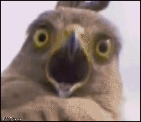 世界上10种奇葩食物你敢吃吗,全球十大奇葩美食