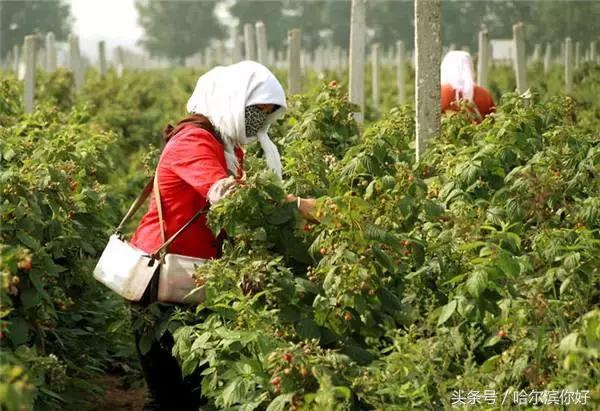 哈尔滨尚志要开挂了！如果三年后你还在尚志，将面对的竟是这些