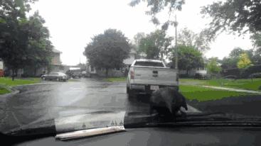 十张搞笑GIF图：还记得那年坐在你车后面的女孩吗：被人打断了狗腿