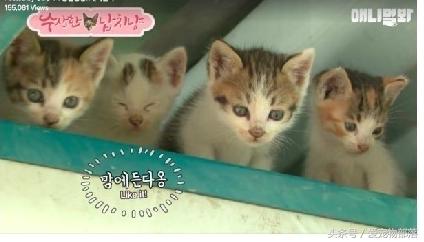 一只猫偷另一只猫的食物,猫偷了另外一个母猫的孩子打架