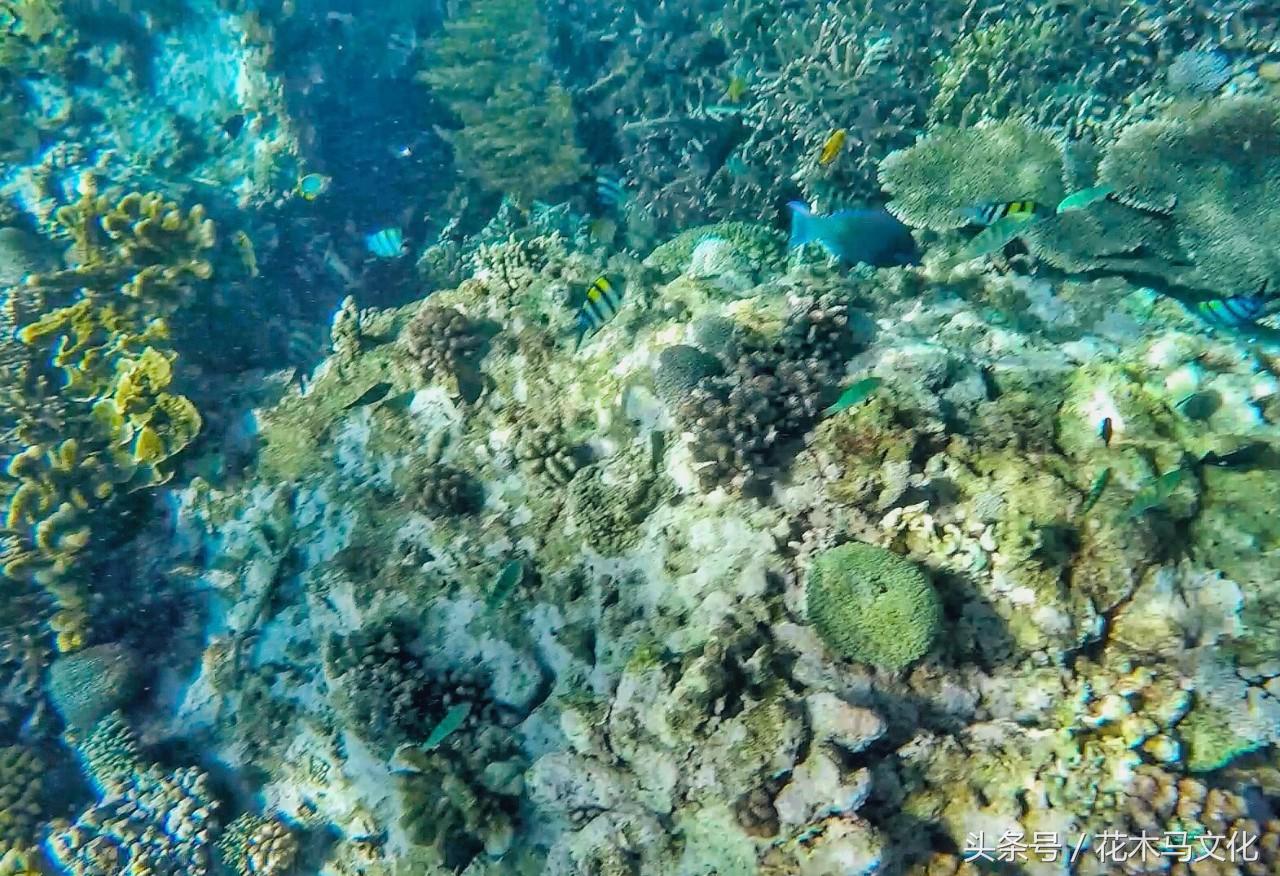 花木马亲子摄影,花木马