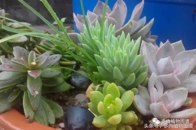 离家一个月20天,离家一个月养猪