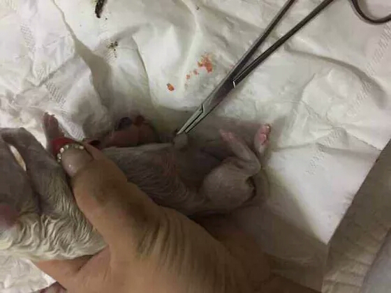 家中宠物接生必备步骤，这个你一定想不到