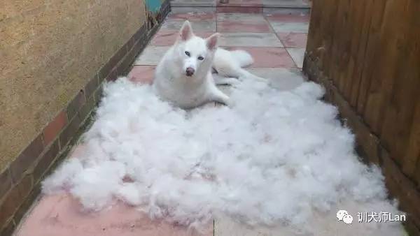 萨摩耶是什么犬种主要特点,最美的萨摩耶犬