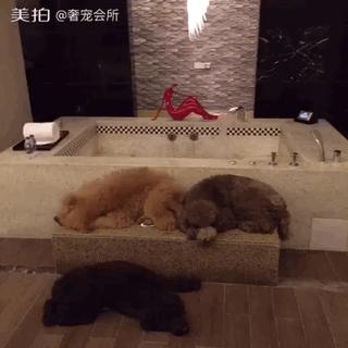 巨型贵宾站起来走路像个小公主,巨型贵宾走路视频