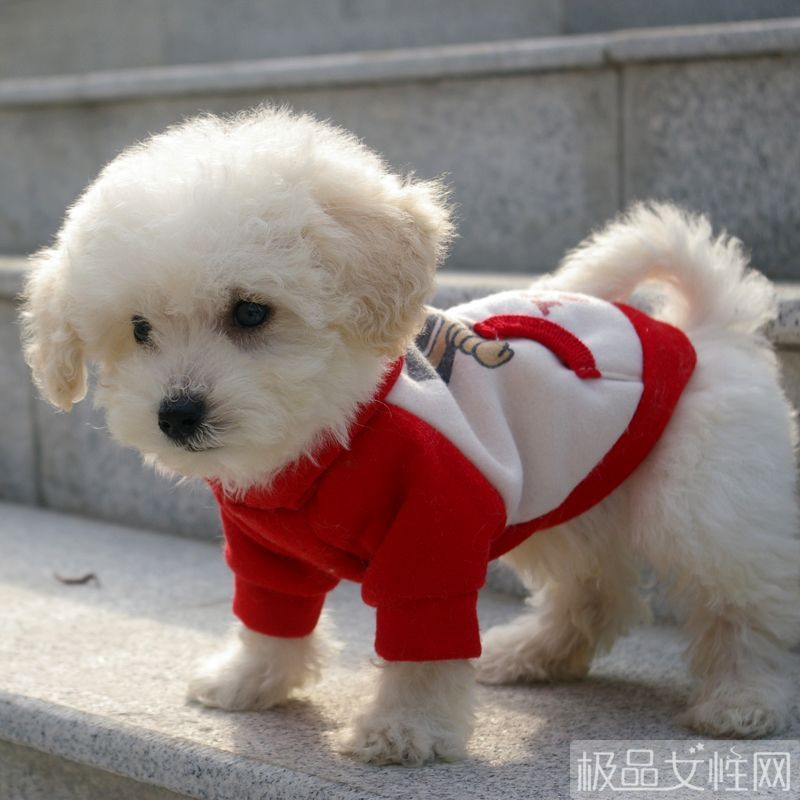 比熊犬营养食谱3个月,比熊犬营养食谱