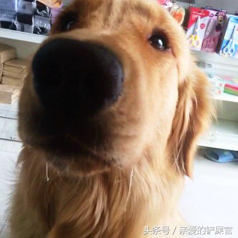 狗狗突然口水粘稠,狗狗突然口水多是怎么回事