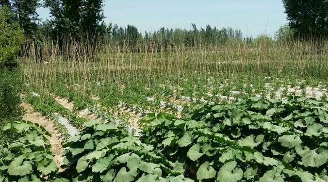 粮价大跌农民怎么办,粮价下跌对农民有什么影响