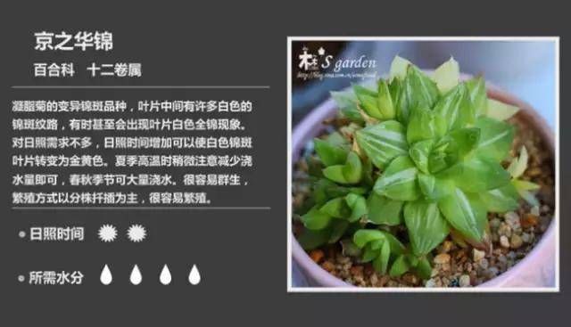 十二卷多肉植物怎么养,十二卷多肉如何养根
