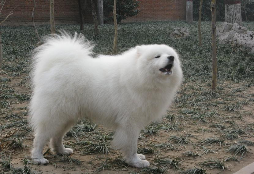 萨摩耶叫声和哈士奇叫声,萨摩耶犬的叫声跟狼一样吗