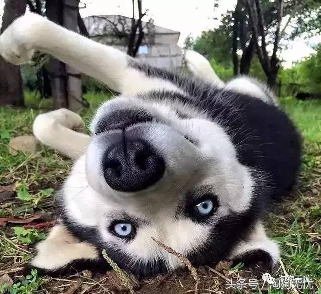 所有的狗狗都有尴尬期吗,科普狗狗知识