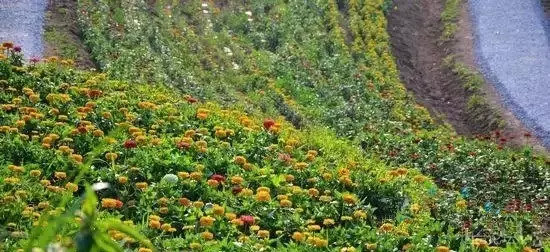 温暖的春天烟台,春天来了呈现出一片花的海洋