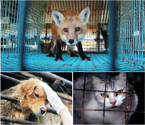 零皮草生活丨要优雅不要污（划掉）杀戮