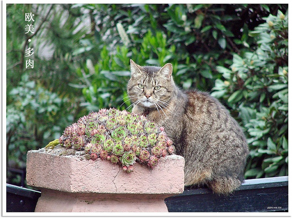 多肉张狂起来,狂野型多肉