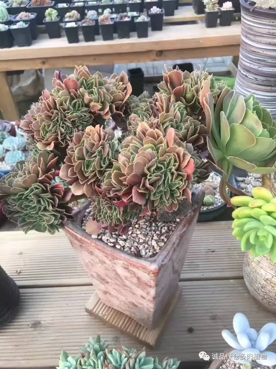 秀妍肉肉倒盆后的变化,多肉大棚展示图