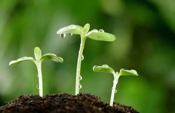 笔架山有哪些野果,笔架山桑葚