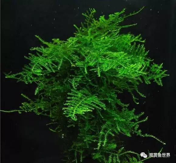 莫斯水草黑褐色,粉色莫丝水草