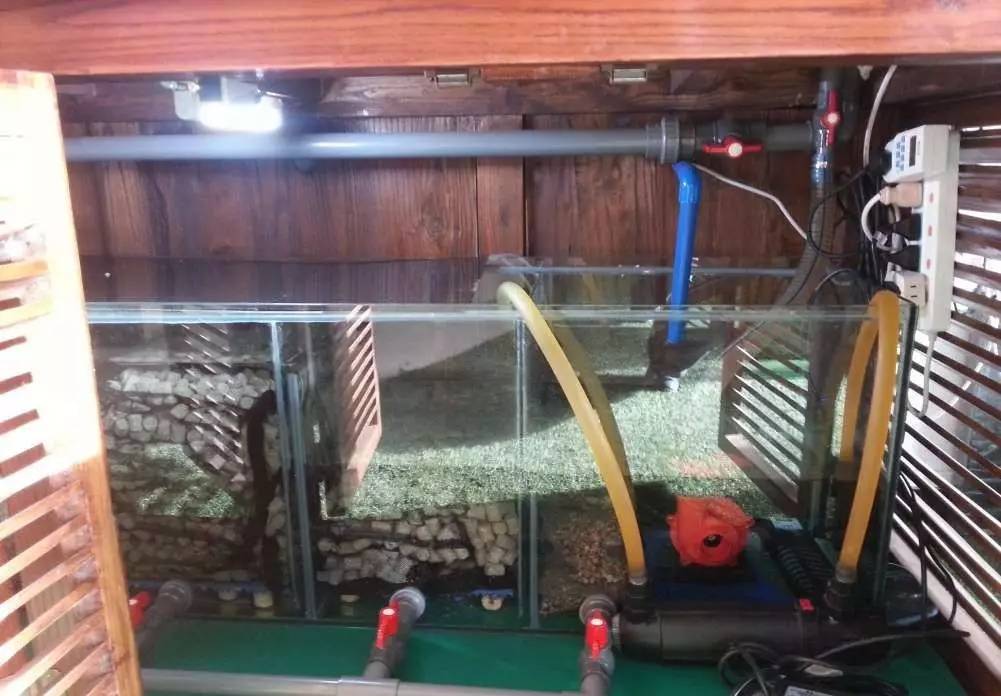 2米龙魟虎缸，23天开缸全记录